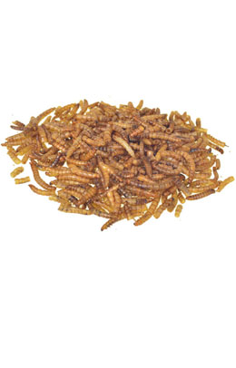 Dried Mealworms